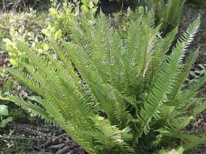 A large green western sword fern showing several individual fronds growing in a cluster out of the ground
