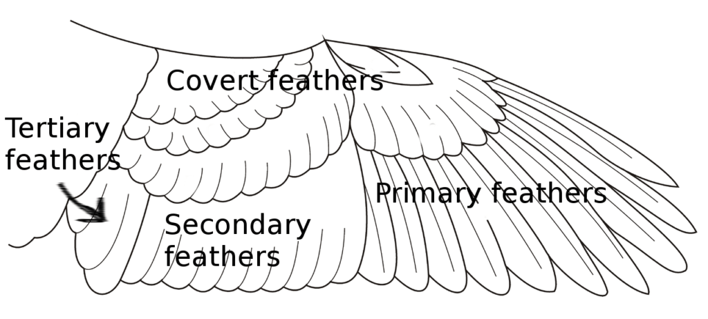 How to Identify Belted Kingfishers - Rebecca Lexa, Naturalist