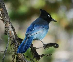 A dark blue bird with a black head on a conifer branch for article on species extinction