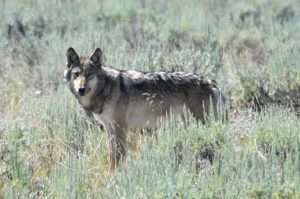 A gray wolf looks toward the photographer in a sunny spring field for article on extinction