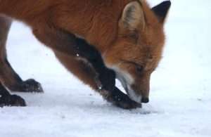 A red fox sniffs and paws at snow-covered ground for article on umwelt