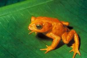 A bright orange toad sitting on a green leaf for article on extinction