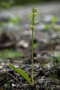 A picture of a green orchid with one single stem of pale green flowers for article on what are mosquitoes good for