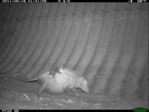 A black and white game camera photo of a female Virginia opossum with a baby on her back for article on umwelt
