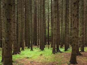 A stand of spruce trees on a mossy forest floor for article on how nature makes us feel better