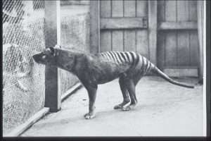 A black and white photo of a thylacine in a zoo for article on extinction