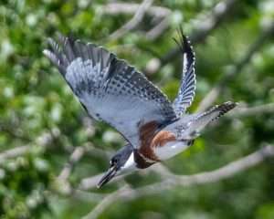 Adult female belted kingfisher in flight