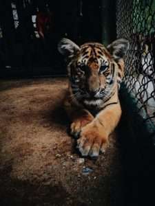 A young tiger sits behind a cage of wire fencing for article on poaching turtles