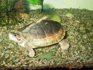 Red-crowned roof turtle in a terrarium for article on poaching turtles