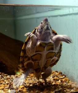 A musk turtle in an aquarium tank for article on poaching turtles