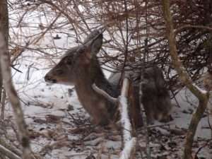 A white-tailed doe lies under some brush in the snow for article on feeding wildlife
