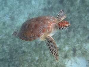 A green sea turtle swims gracefully over a bed of sea grass for article on poaching turtles