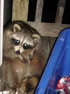 Image of a raccoon sitting on a deck next to a blue bin of soda cans for article on feeding wildlife
