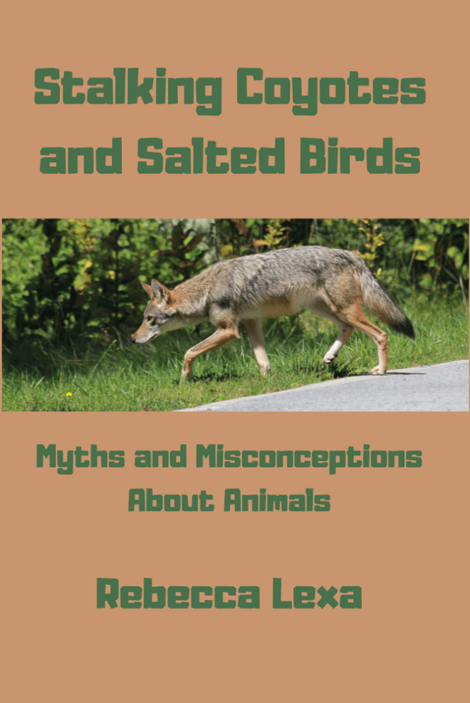 Stalking Coyotes And Salted Birds: Myths And Misconceptions About ...