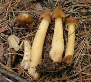 Several small brown mushrooms on a forest floor, one of which is cut in half, for article on how to identify morels