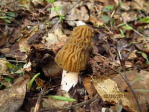 A small, morel-like mushroom with less dramatic honeycomb texture, light brown with a white stipe, on a forest floor with dead leaf litter, for article on how to identify morels.