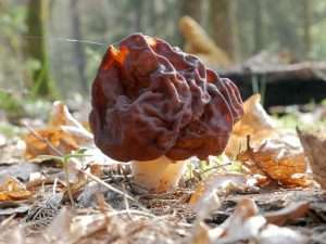 A small, wrinkled false morel mushroom that looks like a dark red raisin on a white stalk for article on how to identify morels
