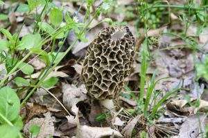 A tan-colored morel mushroom with the very top removed showing a hole into the interior, growing out of a forest floor with dead leaves and small green plants, for article on how to identify morels