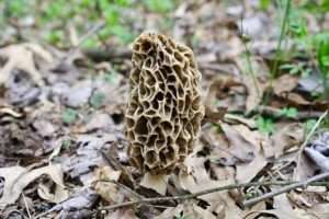 A pale, wrinkled mushroom grows amid leaf litter on the forest floor for article on how to identify morels.