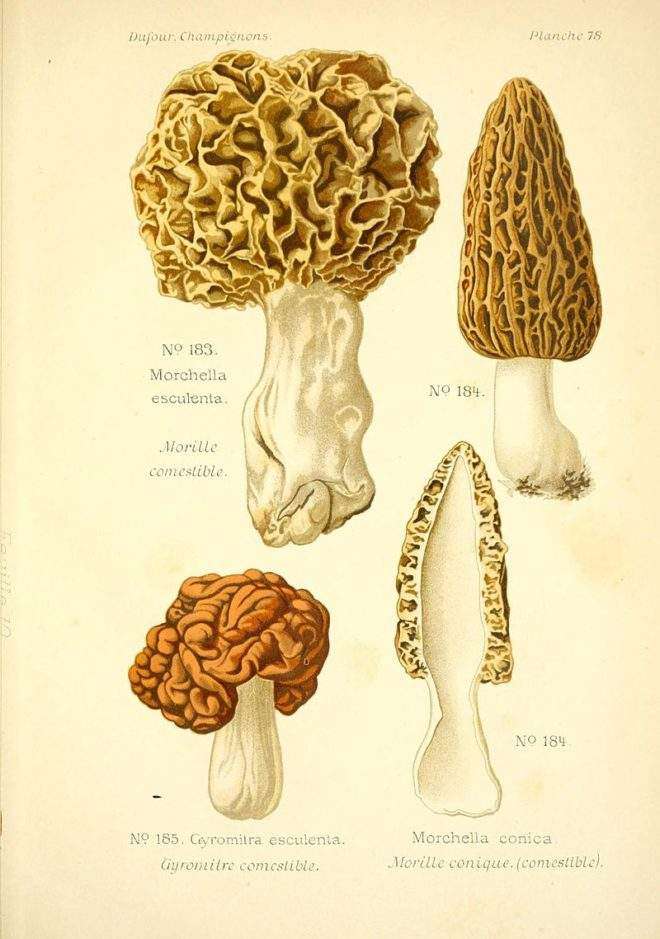 How to Identify Morels Rebecca Lexa, Naturalist