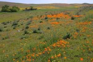 A field of orange California poppies and other wildflowers for article on atmospheric rivers