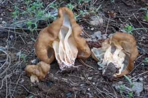 A false morel mushroom, tan with a cream stipe, cut in half showing several chambers instead of a single hollow stem, for article on how to identify morels
