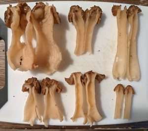 Six morel mushrooms of varying sizes, cut open to show the hollow insides, laid on a white background for article on how to identify morels