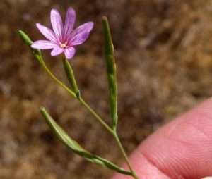A pink flower very similar to that of fireweed, but with four petals so deeply notched that they look like eight slender petals, for article on how to identify fireweed