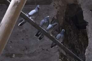 A group of gray colored feral pigeons sit on a beam looking down at the viewer for article on wild vs. feral