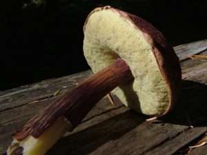 A similar mushroom to those already discussed, but with a more solid-colored stem, for article on how to identify mushrooms.