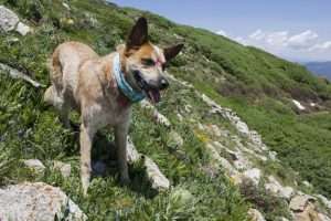 A brown and white Australian cattle dog stands on a rocky, grassy slope for article on wild vs. feral
