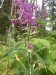 A slender green stalk has several green, narrow pointed leaves with smooth edges, and several bright pink flowers growing near the top for article on how to identify fireweed