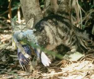 Photo of a tabby cat with a color dead bird in its mouth for article on outdoor cats and birds