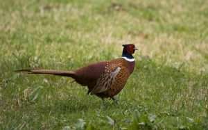 A male ring necked pheasant stands in the middle of a grassy field for article on wild vs. feral