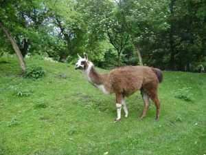 A brown and white llama stands on a grassy green lawn for article on wild vs. feral