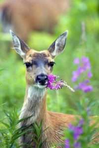 A black-tailed deer eats a raceme of fireweed flowers for article on how to identify fireweed