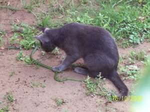 Photo of a gray cat hunting a green snake for article on outdoor cats and wildlife