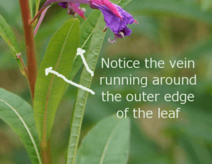 A close up of a fireweed leaf showing that there is a vein that runs around the entire outer edge of the leaf for article on how to identify fireweed
