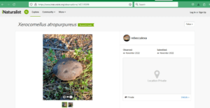 A screenshot of a mushroom listed on iNaturalist for article on how to identify mushrooms