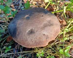 The brown, pockmarked top of the cap of a small mushroom surrounded by small green plants and dead grass for article on how to identify mushrooms.