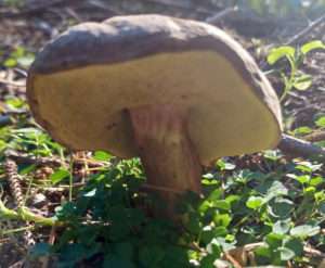 The underside of the mushroom shown earlier, displaying a bright yellow pored surface underneath, and a reddish stem, for article on how to identify mushrooms