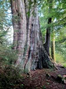 A large cedar tree leans slightly to the left, while a smaller hemlock tree growing out of its right side leans a bit to the right.