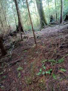 A forest floor with many brown dead needles and a few green plants; near the back is an arc of dead branches and small trees to delineate the trail.