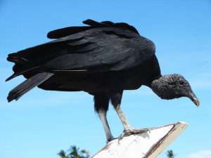 A large black bird with a narrow, hooked beak perched on a piece of wood for article about turkey vultures