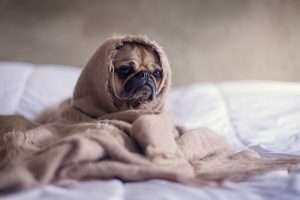 A fawn colored pug sits on a bed wrapped in a cozy brown blanket for article on tree die-back