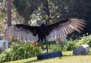 A large brown bird with a red head and hooked beak stands with its wings outstretched, showing a pale underside. It perches on a wooden perch with a green astroturf cover. For article on turkey vultures.
