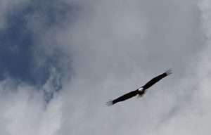A large dark brown bird with a white head and tail soars against clouds in the sky for article on turkey vultures