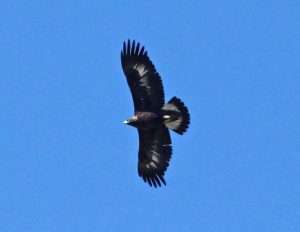A large brown brd in flight against a blue sky displays a large white band across its tail feathers for article on turkey vultures