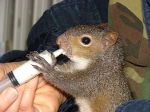A baby squirrel drinks milk from a syringe while aided by human hands for article on capture myopathy