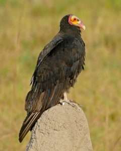 A dark colored large bird with a red and yellow colored head perches on a rock for article on turkey vultures